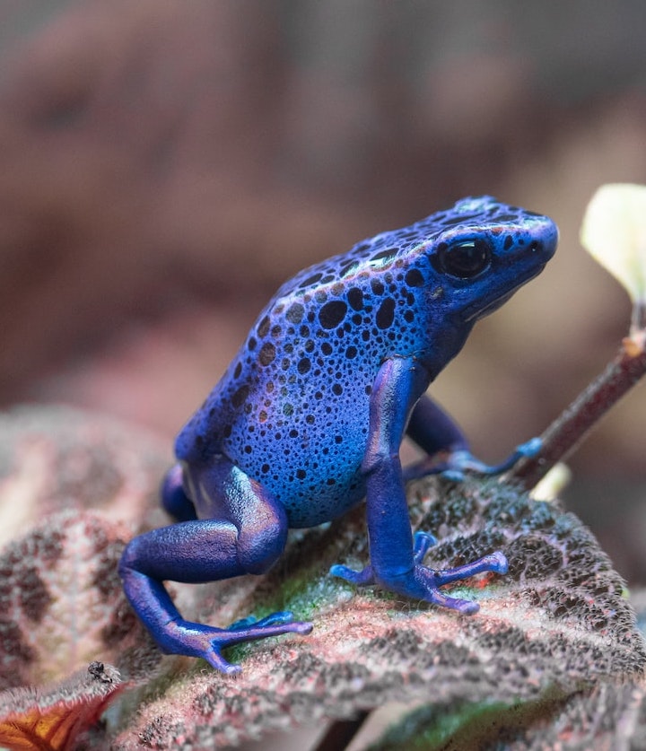 blue poison dart frog